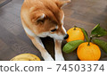 熱愛柑橘類水果並想快速進食的柴犬 74503374