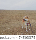 柴犬在一個多雲的冬天的早晨享受一個大的私人草地 74503375