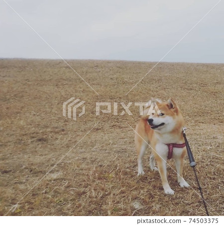 Shiba Inu enjoying a large private meadow on a cloudy winter morning 74503375
