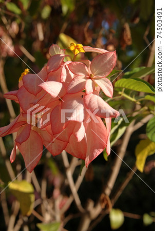 Brazil Rio de Janeiro 74503491