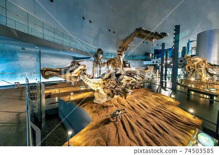 Dinosaur (Museum Katsuyama City) 74503585