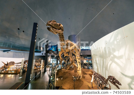 Dinosaur (Museum Katsuyama City) 74503589