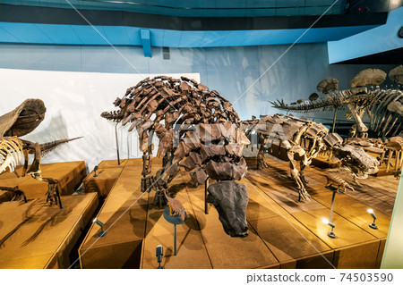 Dinosaur (Museum Katsuyama City) 74503590