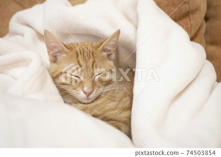 Bicke, a sleepy tea tabby kitten wrapped in a white blanket 74503854