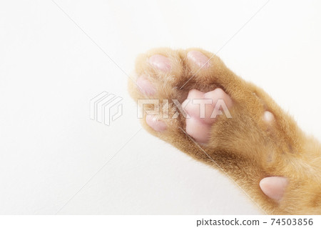 4個月大的茶花斑貓咪爪子 74503856