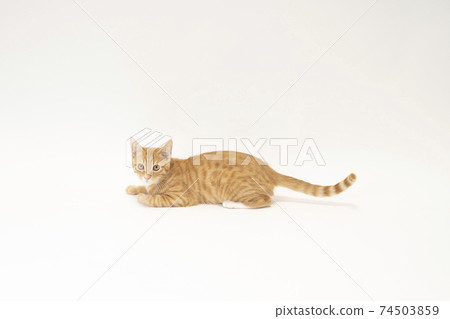 Bicke of a tea tabby kitten holding in the middle of a white background 74503859
