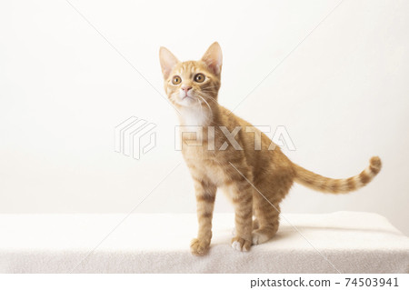 Bicke, a tea tabby kitten staring at a cat 74503941