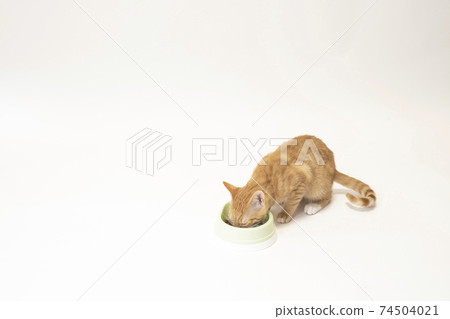 Bicke of a kitten who puts his face on a plate and eats dry food Bicke of a kitten who puts his face on a plate and eats dry food 74504021