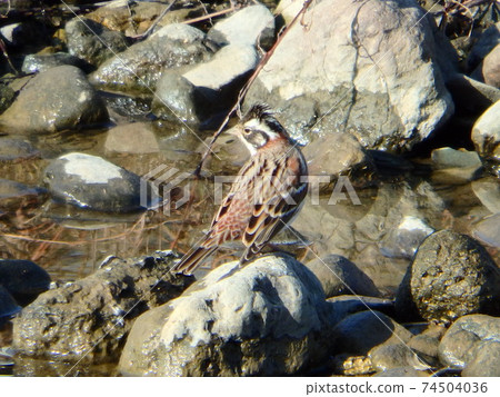 Rustic bunting resting its wings on the stones of the Umeda River Rustic bunting resting its wings on the stones of the Umeda River 74504036