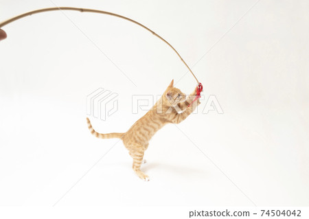 Bicke, a brown tabby kitten holding a red ribbon 74504042
