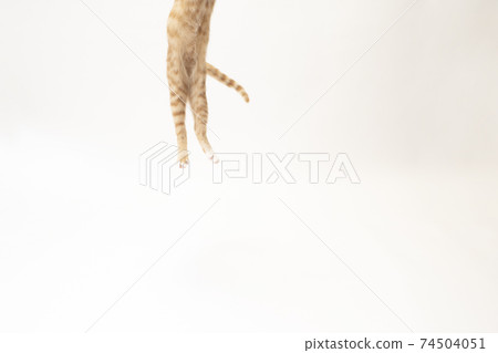 茶虎斑小貓的比奇的下半身在白色背景上跳躍 74504051