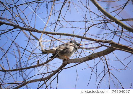 A starling that perches on the middle branch of the sun. 74504097