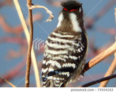 Back view of Japanese pygmy woodpecker perched on dead grass on the edge of the Umeda River. Red spots are clear. Back view of Japanese pygmy woodpecker perched on dead grass on the edge of the Umeda River. Red spots are clear. 74504283