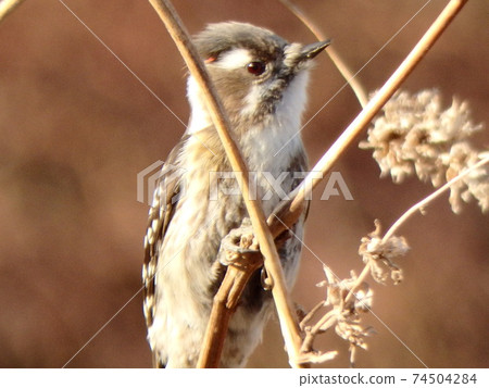 Japanese pygmy woodpecker pecking dead grass on the edge of the Umeda River 74504284