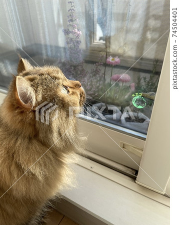 貓看著花 74504401