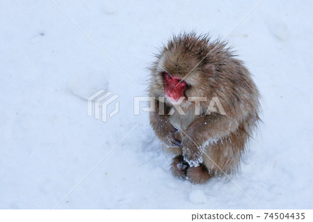 The monkey also bites his hand. The monkey also bites his hand. 74504435