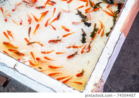 金魚挖出的圖像。.節日的形象。 金魚挖出的圖像。.節日的形象。 74504487