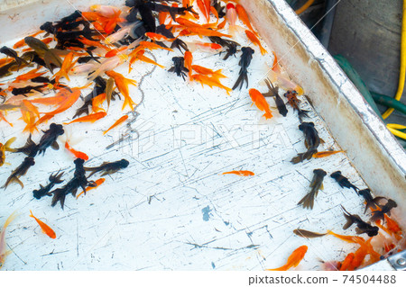 金魚挖出的圖像。.節日的形象。 74504488