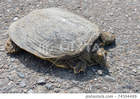 我在這座城市看到的甲魚的照片 74504489