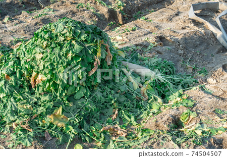 A photo of a radish that is too harvested and discarded. Image of food waste loss. A photo of a radish that is too harvested and discarded. Image of food waste loss. 74504507
