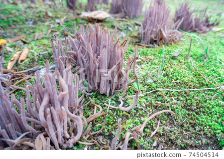 A photo of a mushroom named "Murasaki Naginatatake" growing in the mountains 74504514