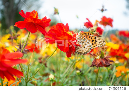 Photo of a butterfly sucking nectar Photo of a butterfly sucking nectar 74504526