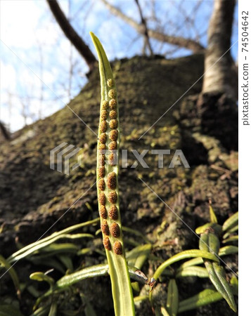 Lepisorus thunbergii：葉背面的孢子囊 74504642
