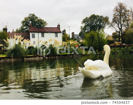 Cambridge river and swan 74504837