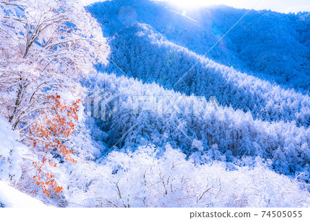 《山梨縣》霜原森林/雪景 《山梨縣》霜原森林/雪景 74505055