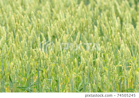Wheat field Wheat field Wheat fruit Wheat field Wheat field Wheat fruit 74505245