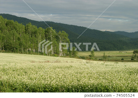 Soba field, buckwheat field, flowers in full bloom 74505524