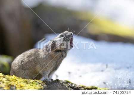 Clown pika Clown pika 74505784