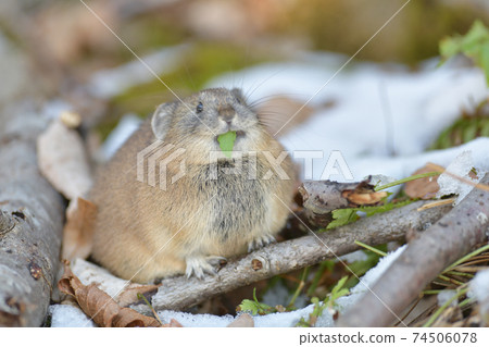 Snow and pikas 74506078