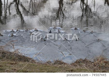 A flock of wigeons jumping into the river from the riverbank in winter 74507445