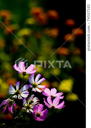 Autumn cherry blossoms and friends Autumn cherry blossoms and friends 74507585