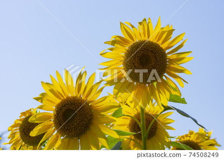 Sunflower field in the blue sky 74508249