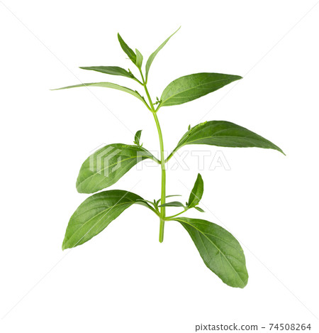 Green Chirayta, king of bitters leaf isolated on awhite background 74508264