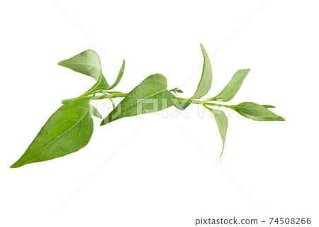 Green Chirayta, king of bitters leaf isolated on awhite background 74508266