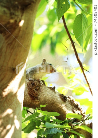 White Japanese squirrel 22 74508403
