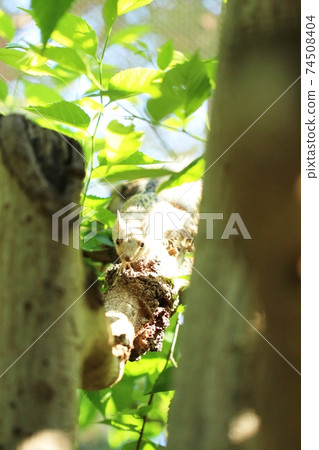 White Japanese squirrel 23 74508404