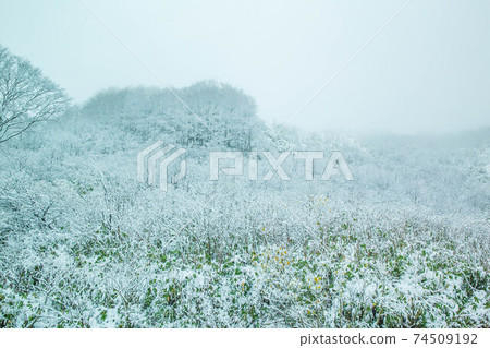 Autumn Hakkoda snow scene Autumn Hakkoda snow scene 74509192