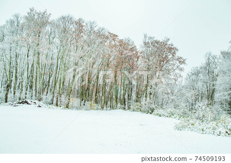 秋天的八甲田雪景和秋天的落葉 秋天的八甲田雪景和秋天的落葉 74509193