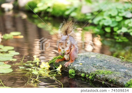 Japanese squirrel 6 74509834