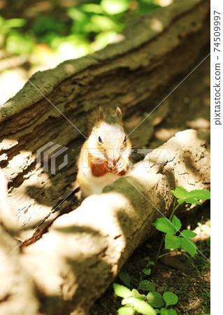 Japanese squirrel 69 74509997