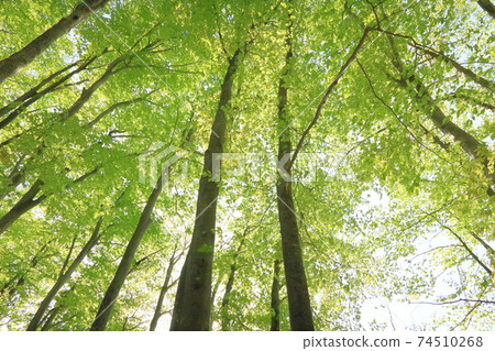 山毛櫸純林的鮮綠色 74510268