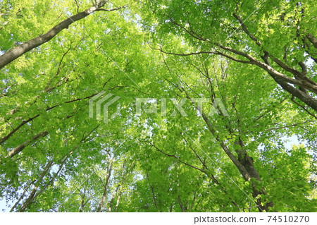 Fresh green of beech pure forest 74510270