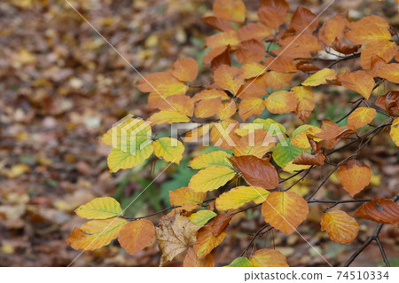 Autumn leaves in the forest. Autumn leaves in the forest. 74510334