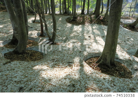山毛櫸的根部開口開始出現地面 74510338