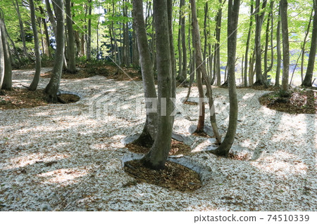 山毛櫸的根部開口開始出現地面 山毛櫸的根部開口開始出現地面 74510339