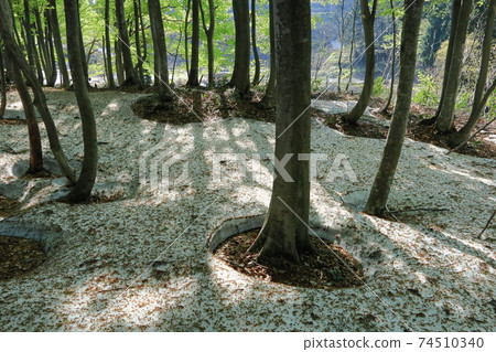 山毛櫸的根部開口開始出現地面 山毛櫸的根部開口開始出現地面 74510340